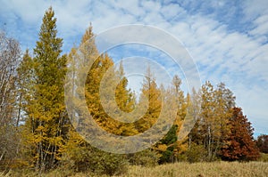 Tamaracks in the Fall