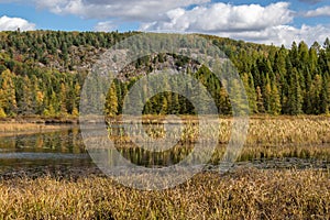 Tamaracks under a Fall Sky in Algonquin PArk.