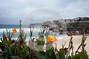 Tamarama beach view