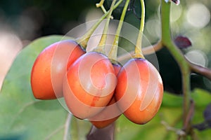 Tamarillo (Cyphomandra betacea) photo