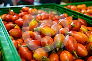 Tamarillo, egg-shaped edible fruit, also called tree tomato, tomate de arbol, tomate andino, tomate serrano, tomate de yuca photo