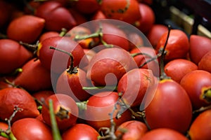 Tamarillo, egg-shaped edible fruit, also called tree tomato, tomate de arbol, tomate andino, tomate serrano, tomate de yuca photo