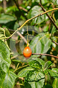 Tamarillo fruit on tree. Exotic fruit in wild nature