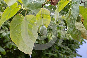 Tamarillo or Solanum betaceum plant with green fruit and leaves