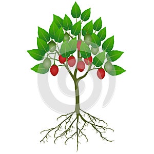 Tamarillo tree with fruit and roots on a white background.