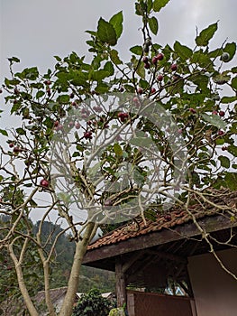 Tamarillo tree or terong belanda