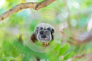 Tamarin