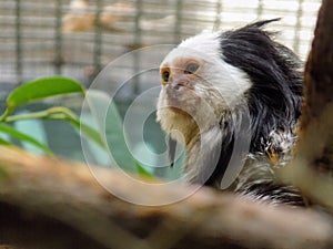 Tamarin