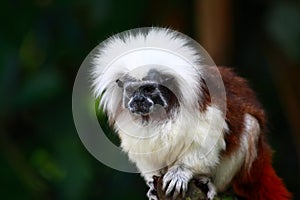 Tamarin Monkey