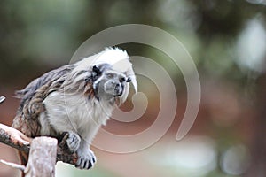 Tamarin monkey perched on a branch