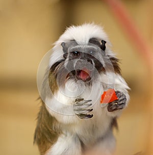 Tamarin Monkey Portrait
