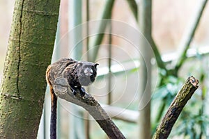 Tamarin monkey sitting on the branch, tree background