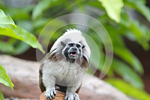 Tamarin monkey squealing on a branch