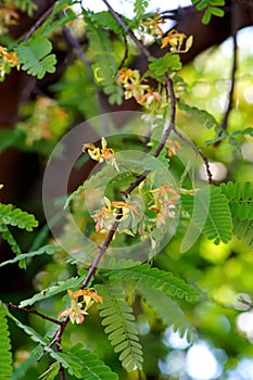 Tamarind flower blossom with green leaf close up shot