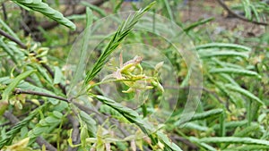 Tamarind flower with its green leaves