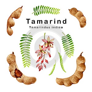 Tamarind fruit watercolor set illustration. Hand drawn realistic tamarindus indica fruit, beans, flower and leaves photo