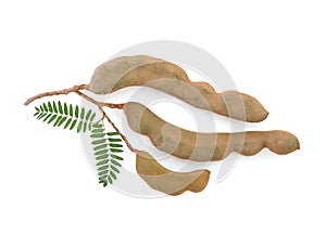 Tamarind fruits and green leaves isolated on white background with clipping path.top view,flat lay