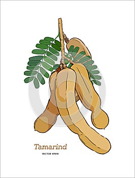 Tamarind hand draw sketch vector.