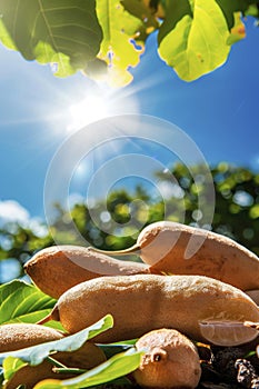 Tamarind harvest in the garden. selective focus.