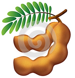 Tamarind Icon