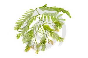 Tamarind leaf