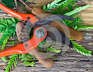 Tamarind with leaf and scissors