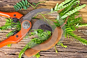 Tamarind with leaf and scissors