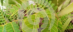 Tamarind leaves