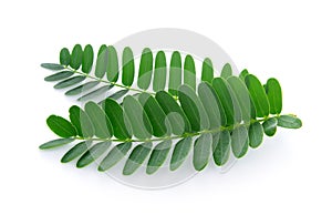 Tamarind leaves