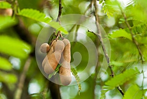 Tamarind Pods in its Tree