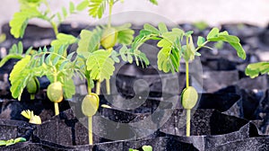 Tamarind saplings of young plants in a bag black, plantation farming of tamarind selective focus