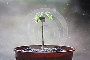 Tamarind seedling in a rainy moment