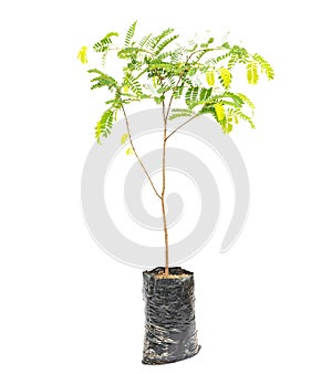 Tamarind small tree in plastic bag isolated on white background