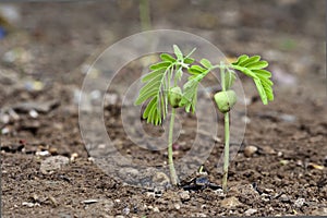 Tamarind sprout