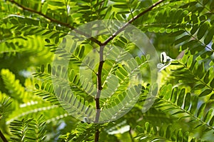 Tamarind Tamarindus indica green leaves, selected focus