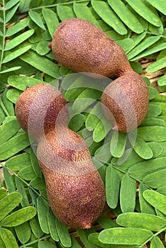 Tamarind (Tamarindus indica) pods and leaves