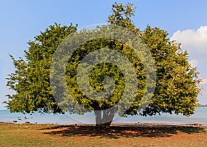 Tamarind tree