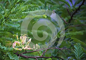 Tamarind Tree Flower Texture