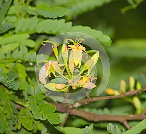 Tamarind Tree Flower Texture