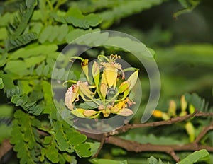 Tamarind Tree Flower Texture