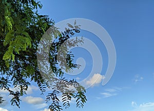 tamarind tree, fresh green leaves against a blue sky with white clouds