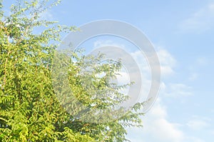 Tamarind tree or Indian date, Tamarindus indica L or Tamarind or FABACEAE and sky