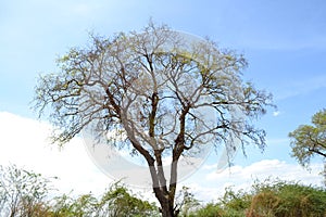 Tamarind tree sillhoute with blue sky