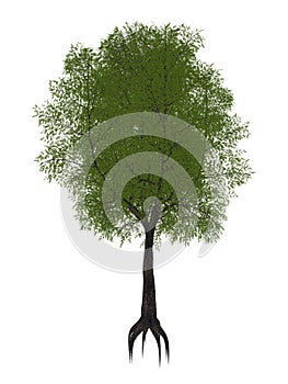 Tamarind tree, tamarindus indica - 3D render