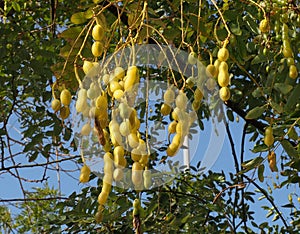 Tamarind Tree Or Tamarindus Indica With Pods