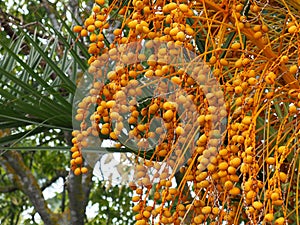 Tamarind Tree Or Tamarindus Indica With Pods