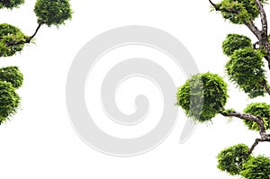 Tamarind tree on white background,green background