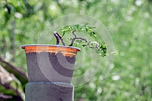 Tamarind trees grown from seeds Can be bent to shape as imagined. Make a bonsai