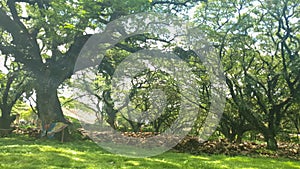 Tamarind trees that are hundreds of years old in the forest