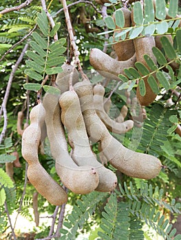 Tamarindus indica fruit